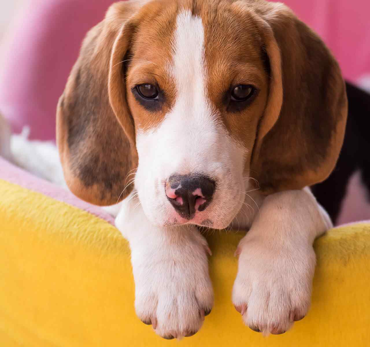 https://www.dogfitness.it/wp-content/uploads/2018/09/post_02-1-1280x1200.jpg