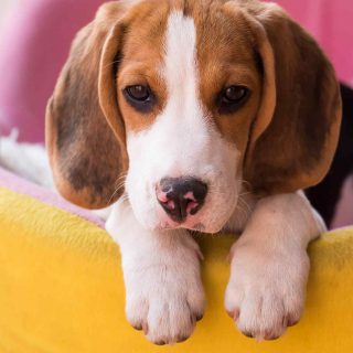 https://www.dogfitness.it/wp-content/uploads/2018/09/post_02-1-320x320.jpg