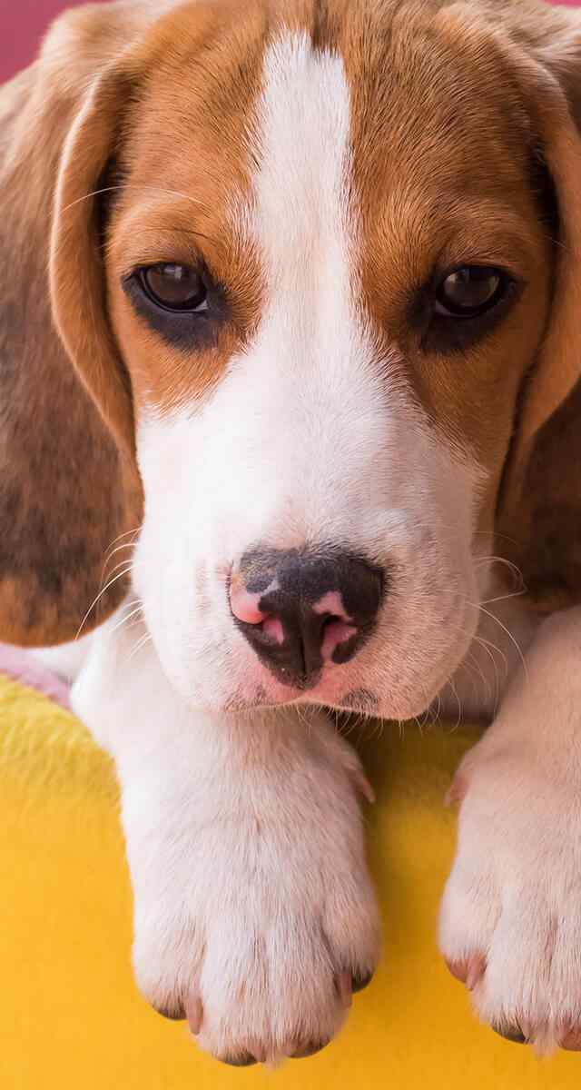 https://www.dogfitness.it/wp-content/uploads/2018/09/post_02-1-640x1200.jpg