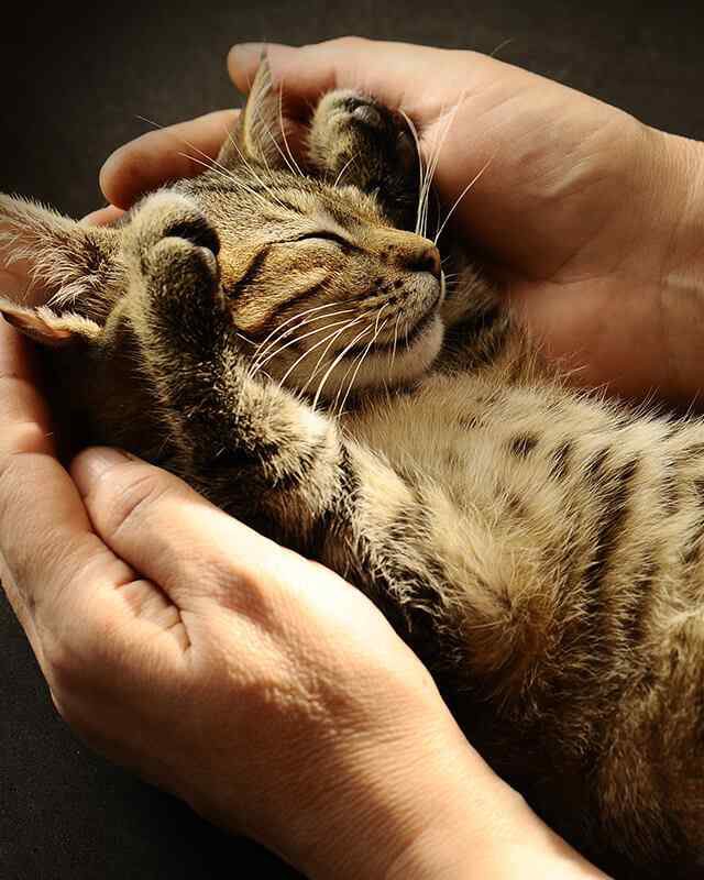 https://www.dogfitness.it/wp-content/uploads/2019/08/inner_gallery_05-1-640x800.jpg